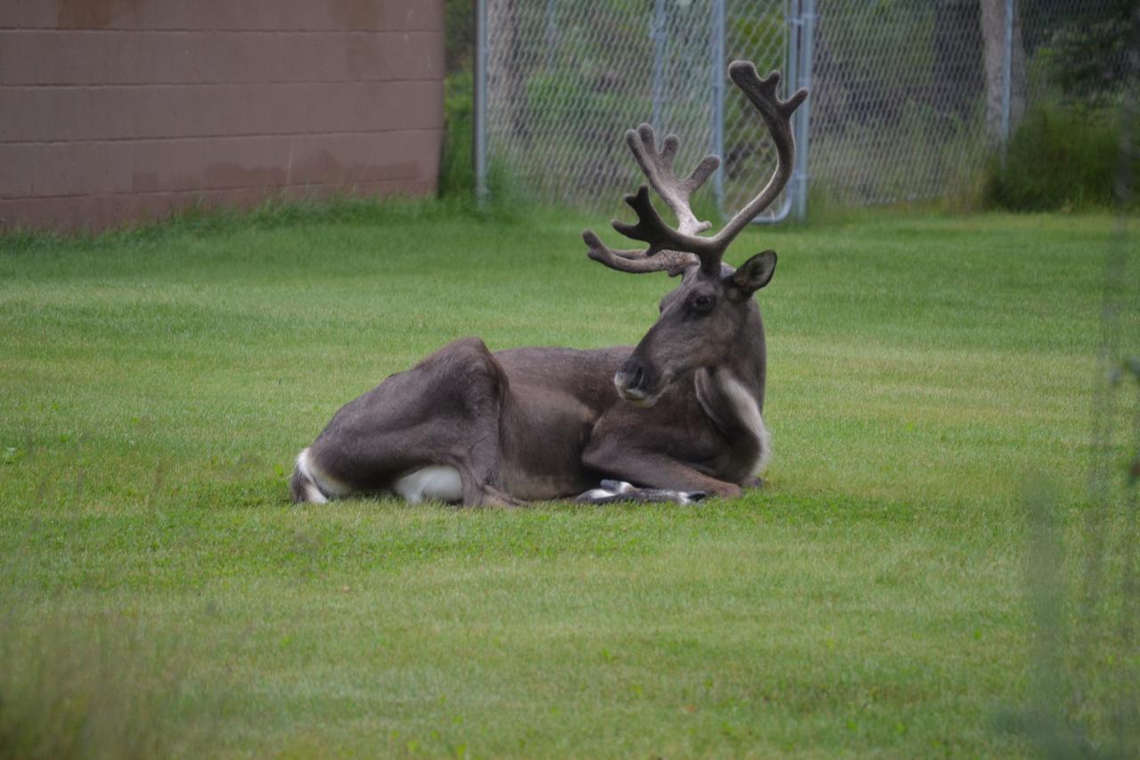 All Seasons B&B Kenai Exterior foto